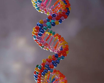 Candy DNA Model